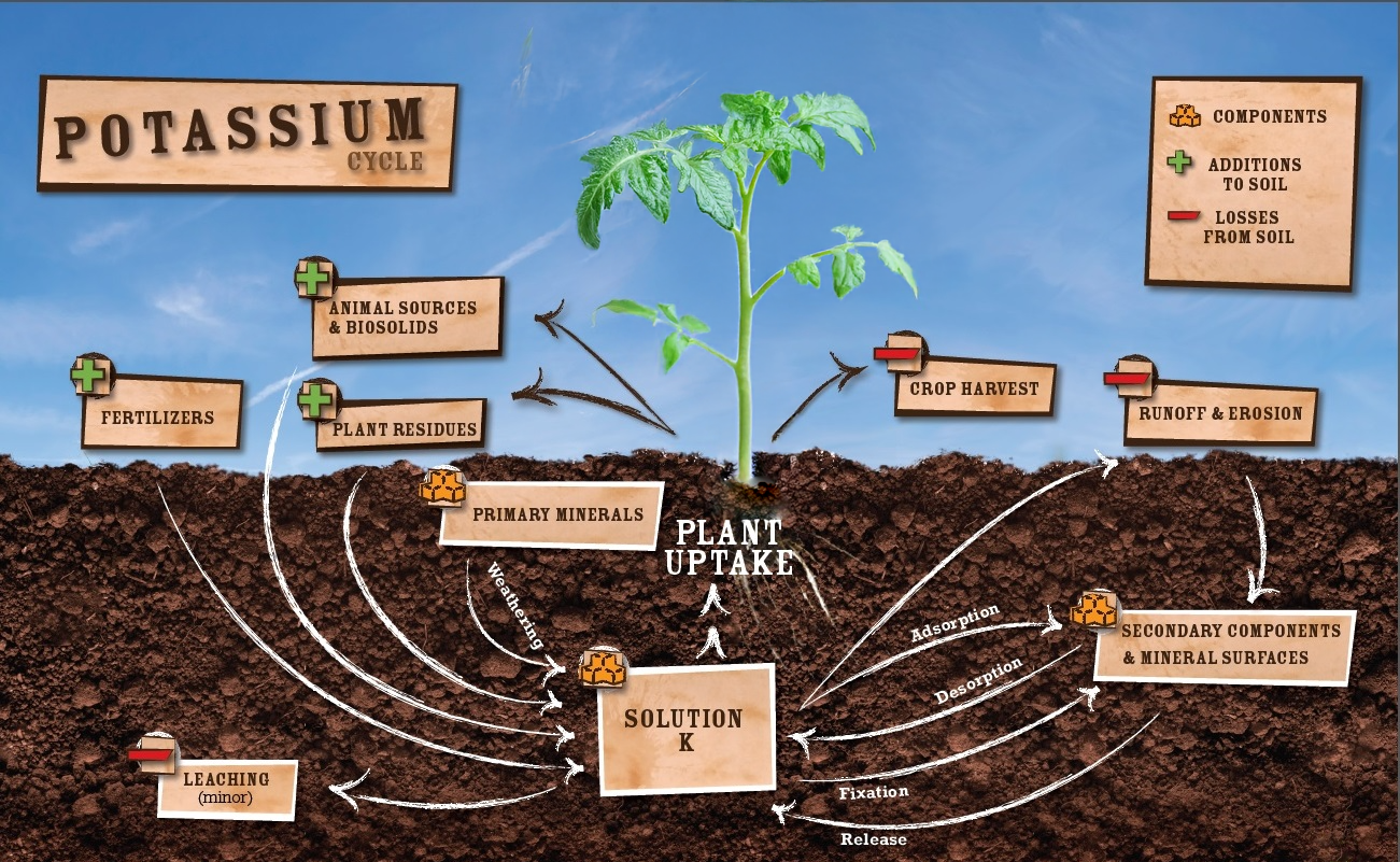 Potassium Cycle
